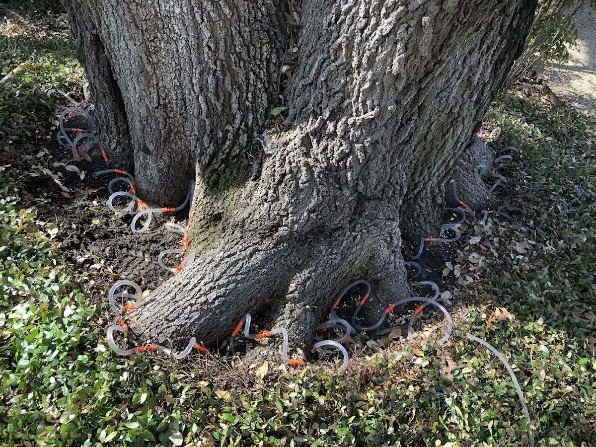 Detailed Tree Cabling and Bracing job site in Willshire