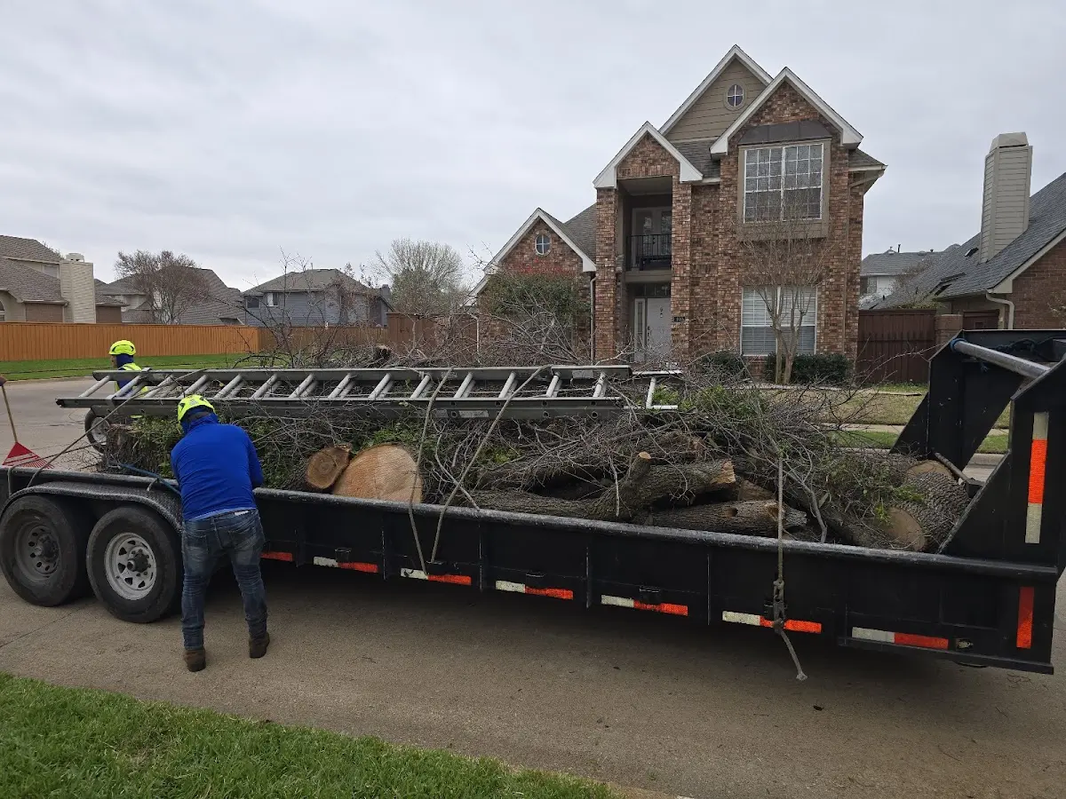 Expert Tree Fertilization with proper safety equipment in Willshire